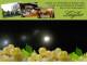 Spitz (Wachau) 30.04.2025 22:54