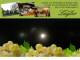 Spitz (Wachau) 10.05.2025 22:54