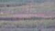 Les Landes-Genusson 08.06.2025 22:16