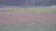 Les Landes-Genusson 14.06.2025 22:16