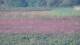 Les Landes-Genusson 09.07.2025 22:16