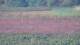 Les Landes-Genusson 10.07.2025 22:16