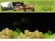 Spitz (Wachau) 29.04.2025 23:54