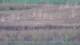 Les Landes-Genusson 09.07.2025 23:16