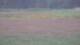 Les Landes-Genusson 14.06.2025 23:16
