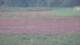 Les Landes-Genusson 09.07.2025 23:16