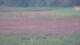 Les Landes-Genusson 10.07.2025 23:16