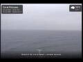 Webcam Coral Princess