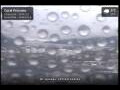 Webcam Coral Princess