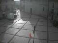 Webcam Pizzoferrato