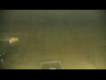 Webcam De Panne