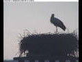 Webcam Gengenbach