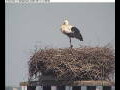 Webcam Gengenbach