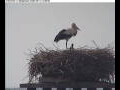Webcam Gengenbach