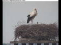 Webcam Gengenbach
