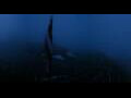 Webcam Edelweißspitze