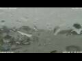Webcam Anversa
