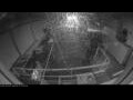 Webcam Irena Arctica