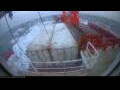 Webcam Irena Arctica