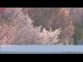 Webcam Asahikawa