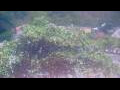 Webcam Les Anses-d'Arlet