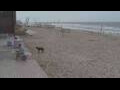 Webcam Bredene