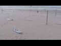 Webcam Bredene