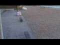Webcam Bredene