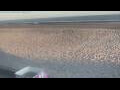 Webcam Bredene