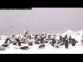 Webcam Torgersen Island: PenguinCam