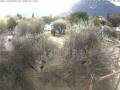 Webcam Lago di Garda (Torbole): Torbole Camping
