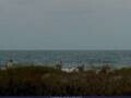 Webcam Cape Canaveral, Florida
