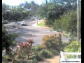 Webcam Port Douglas