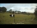 Webcam Dartmoor