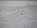 Webcam Polo Sud
