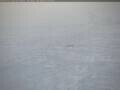 Webcam South Pole