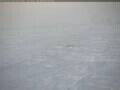 Webcam Polo Sud