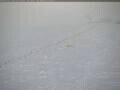 Webcam Polo Sud
