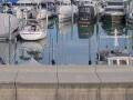 Webcam Arbon