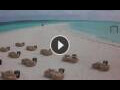 Webcam Kuredu Island (Lhaviyani Atoll)