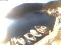 Webcam Valun (Cres)