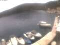 Webcam Valun (Cres)