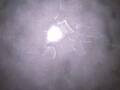 Webcam Punta Cana
