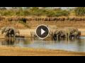 Webcam South Luangwa National Park: African Animals