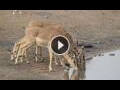 Webcam South Luangwa National Park