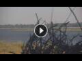 Webcam Lower Zambezi National Park