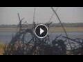Webcam Lower Zambezi National Park