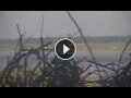 Webcam Lower Zambezi National Park