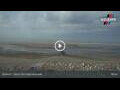 Webcam Borkum