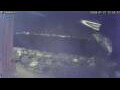Webcam Sirmione (Lake Garda)